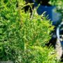 Arborvitae – Private Jet – #3 Container